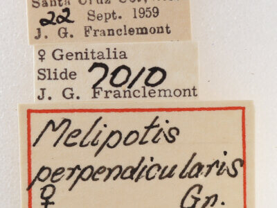 label view of adult Melipotis perpendicularis