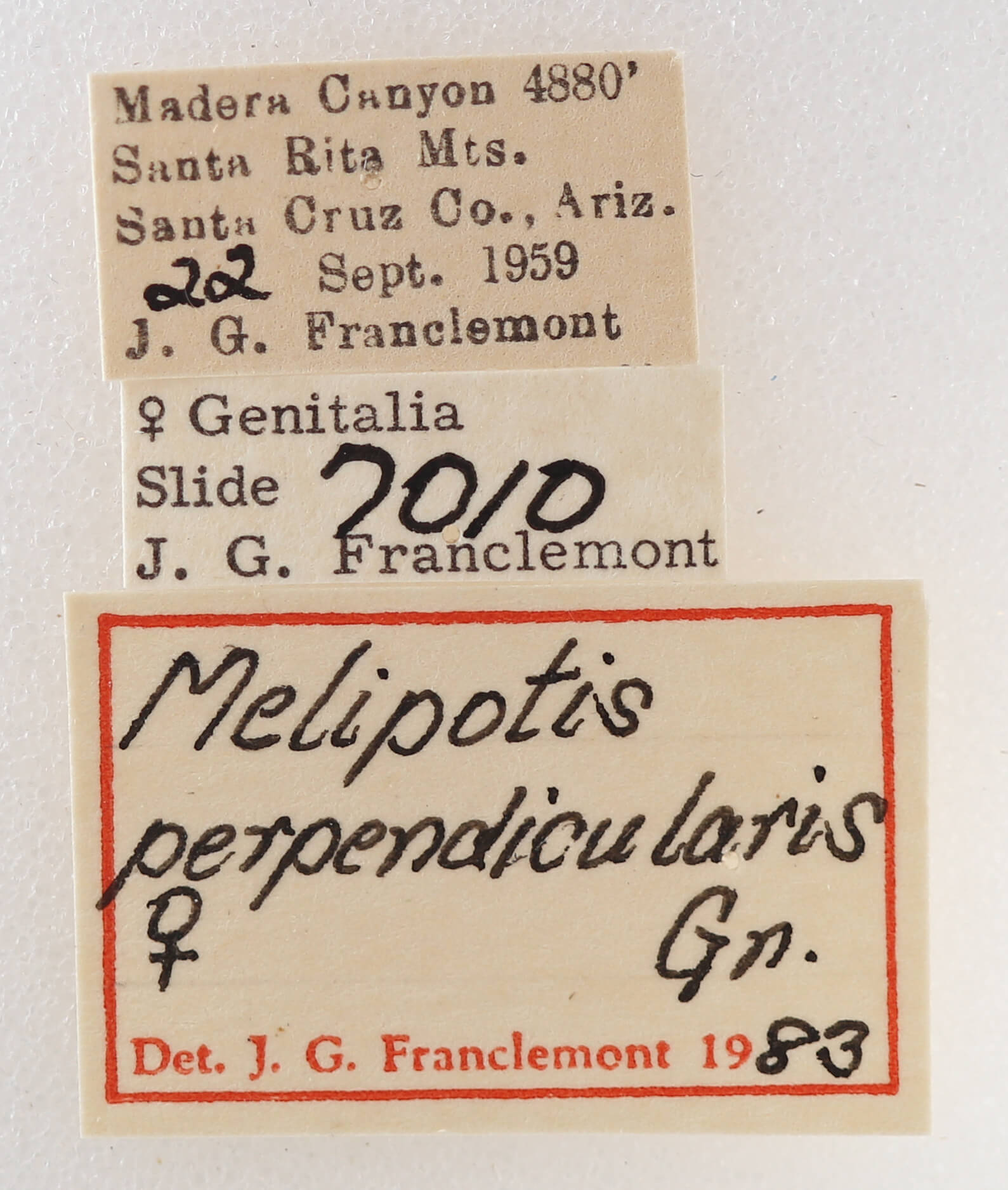 label view of adult Melipotis perpendicularis