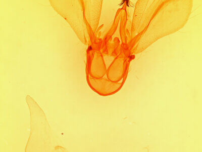 genitalia view of adult Melipotis indomita