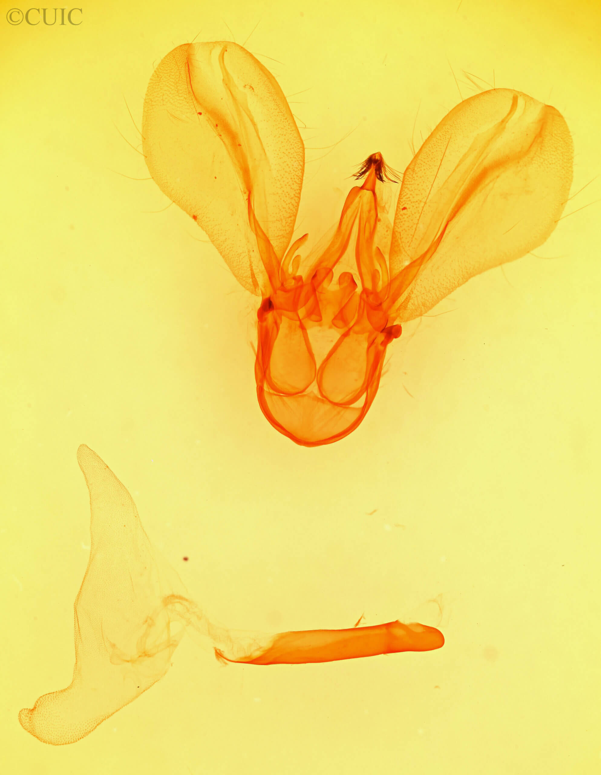 genitalia view of adult Melipotis indomita