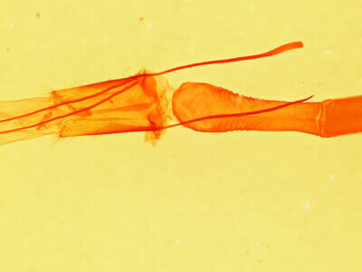 genitalia view of adult Melipotis indomita