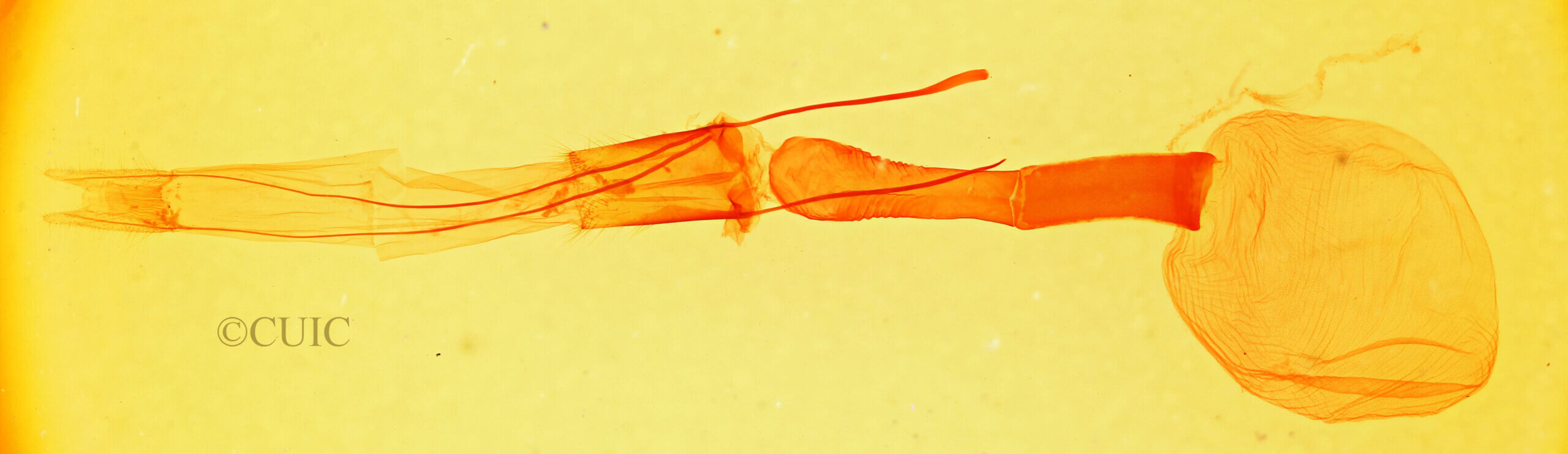 genitalia view of adult Melipotis indomita