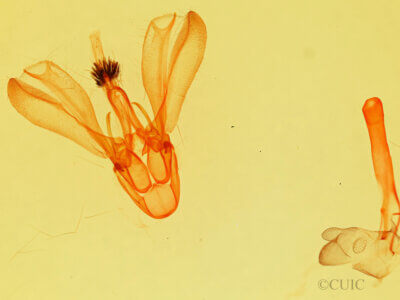 genitalia view of adult Melipotis nigrobasis