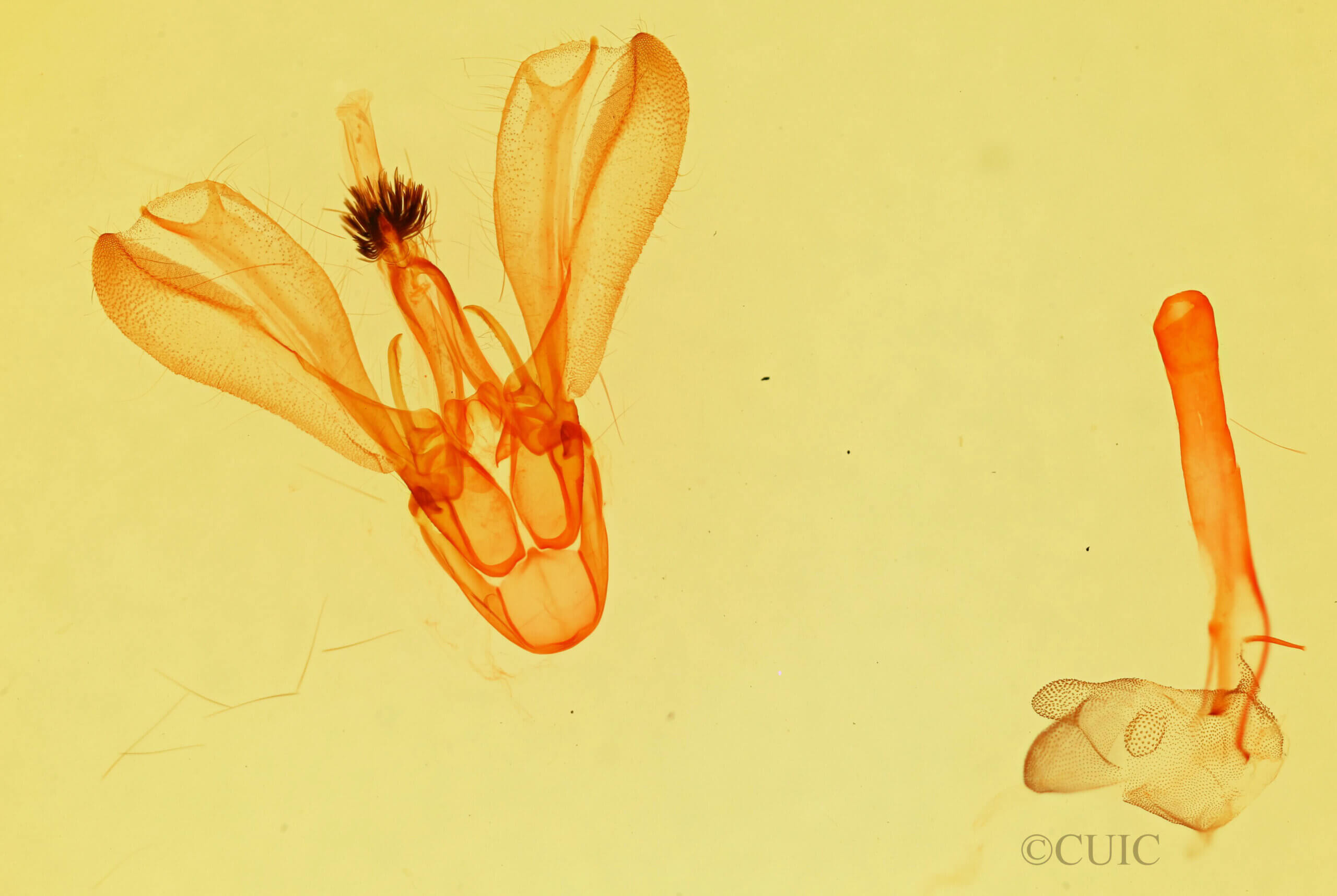 genitalia view of adult Melipotis nigrobasis