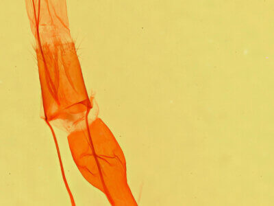 genitalia view of adult Melipotis nigrobasis