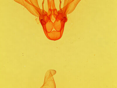 genitalia view of adult Melipotis fasciolaris