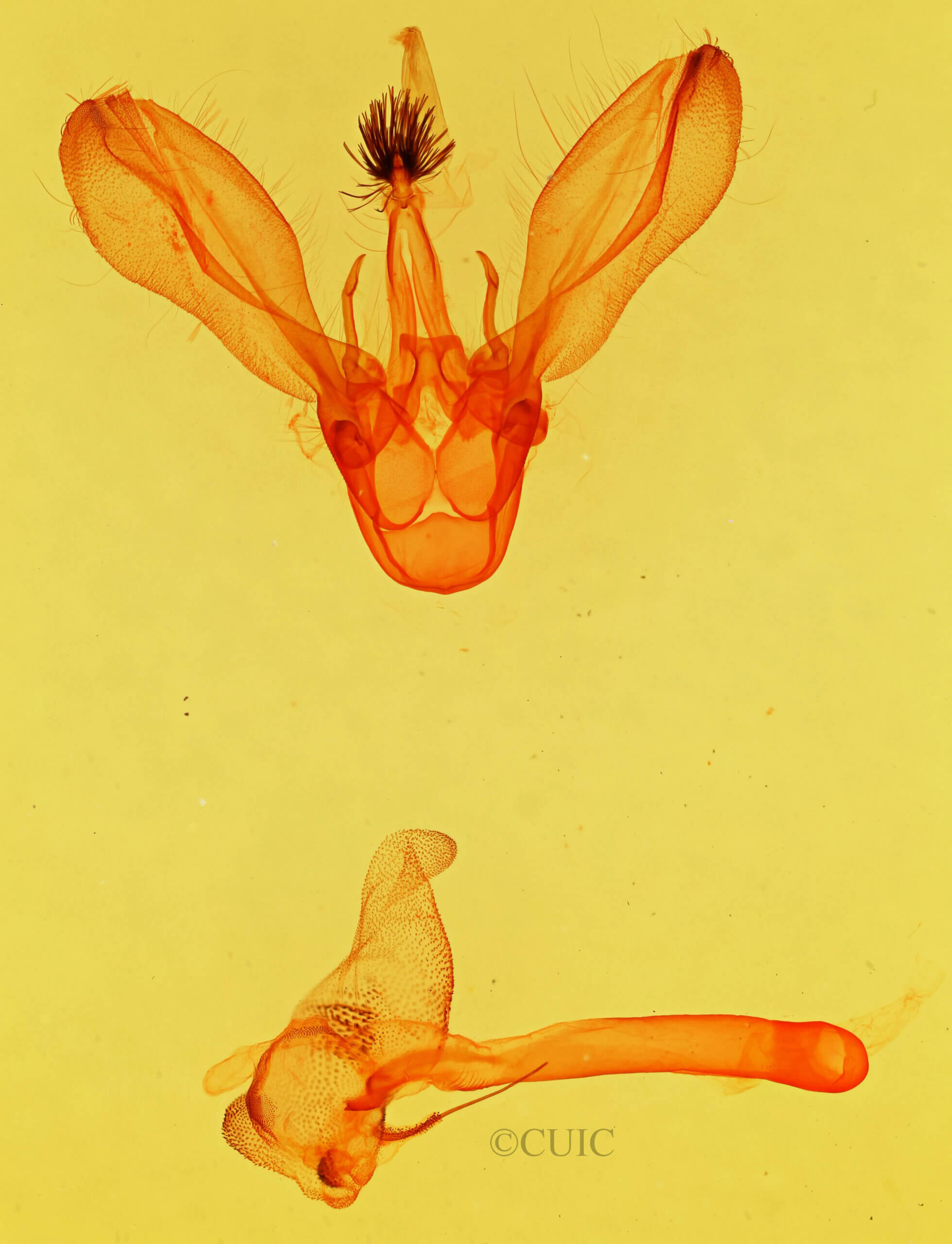 genitalia view of adult Melipotis fasciolaris