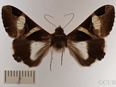 dorsal view of adult Melipotis fasciolaris