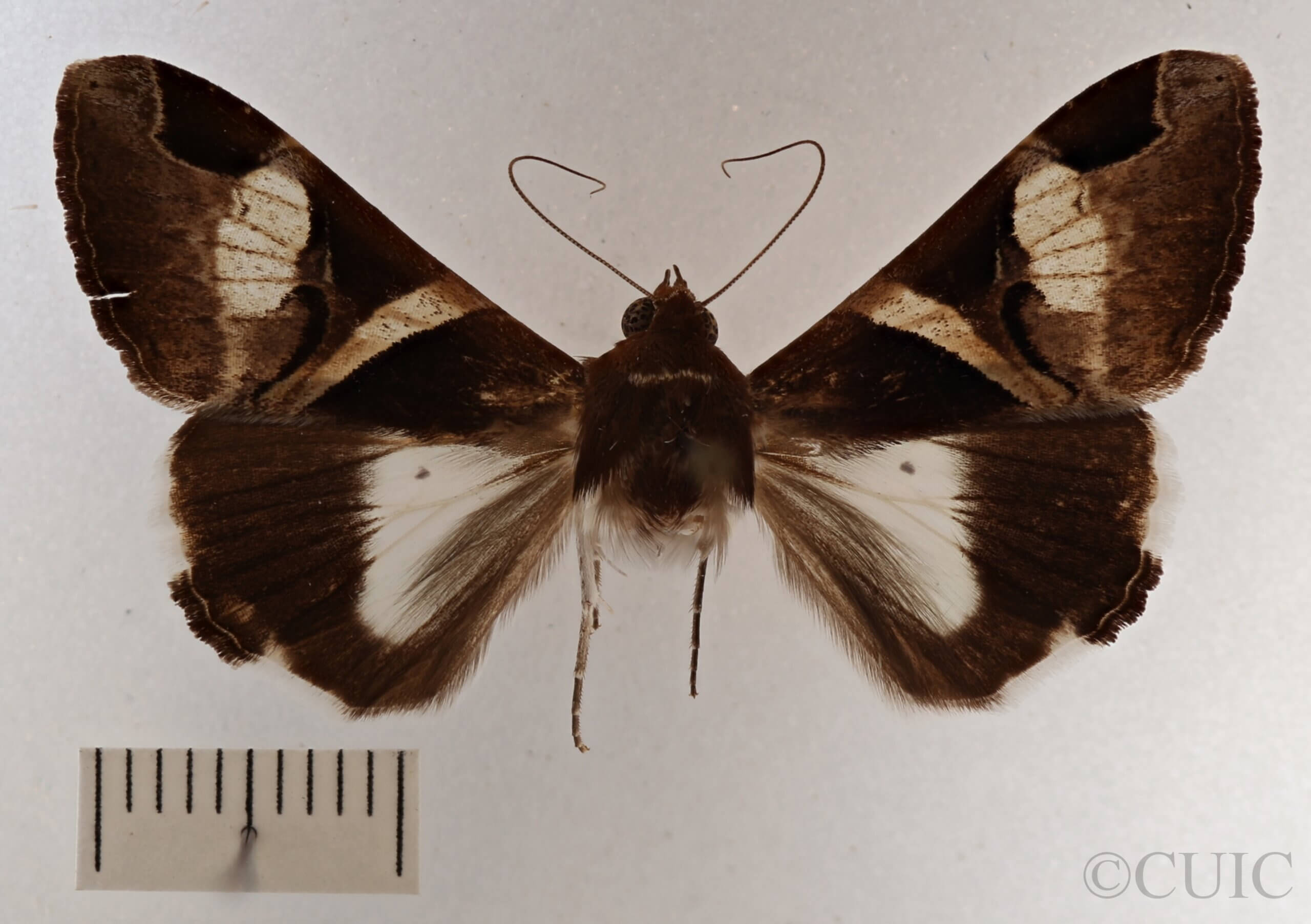 dorsal view of adult Melipotis fasciolaris