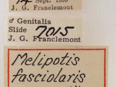 label view of adult Melipotis fasciolaris