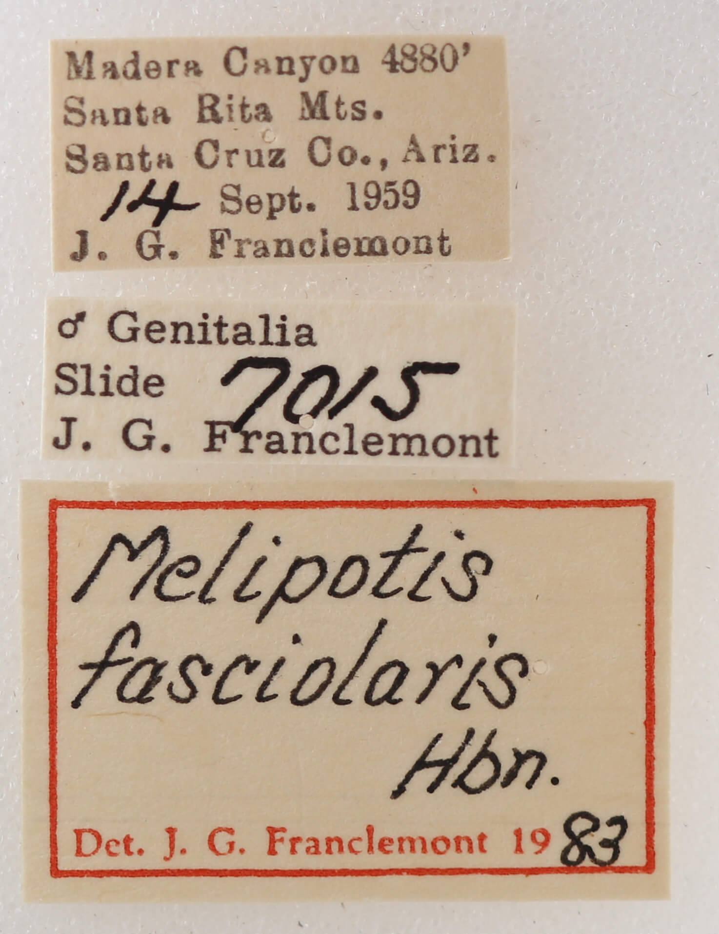 label view of adult Melipotis fasciolaris