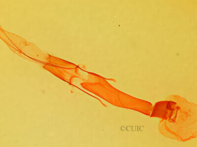 genitalia view of adult Melipotis fasciolaris
