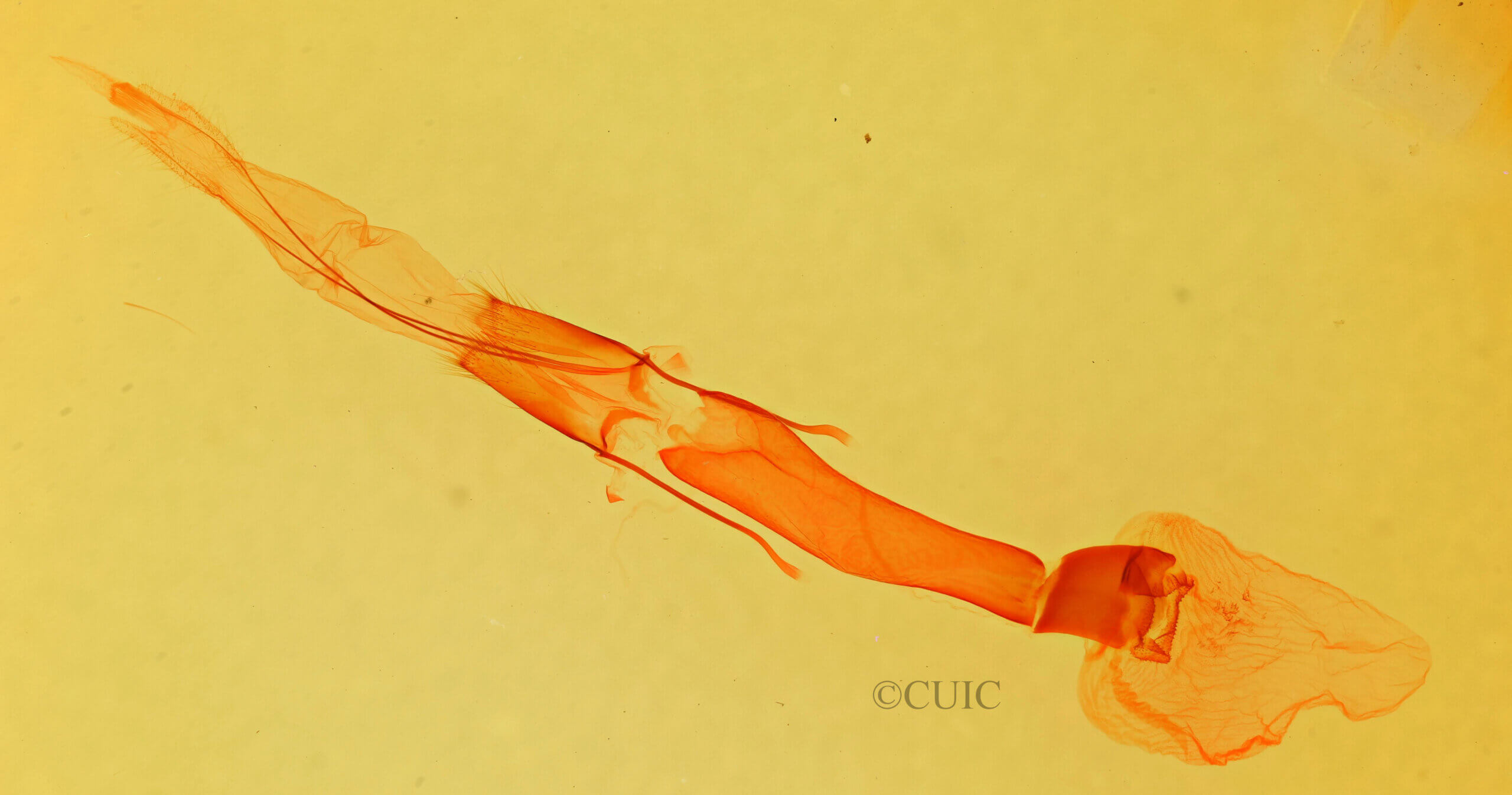 genitalia view of adult Melipotis fasciolaris