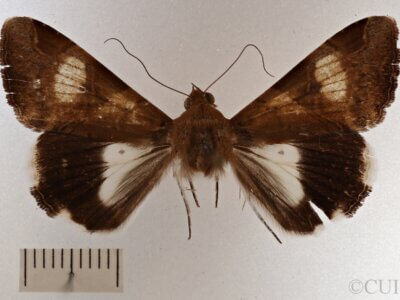 dorsal view of adult Melipotis fasciolaris