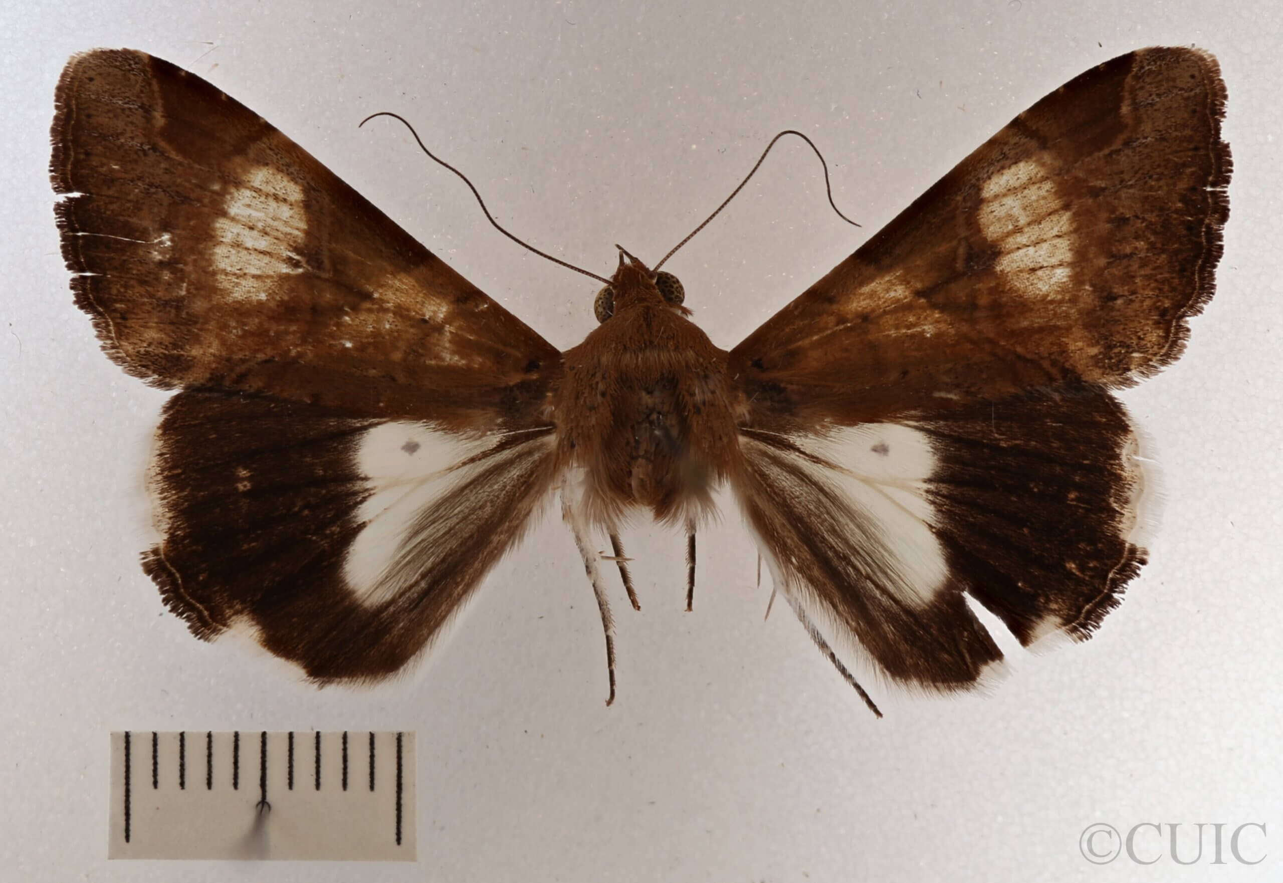 dorsal view of adult Melipotis fasciolaris