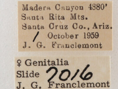 label view of adult Melipotis fasciolaris