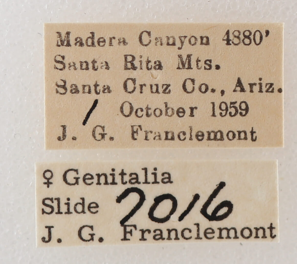 label view of adult Melipotis fasciolaris