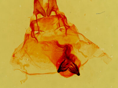 genitalia view of adult Cycnia sp.