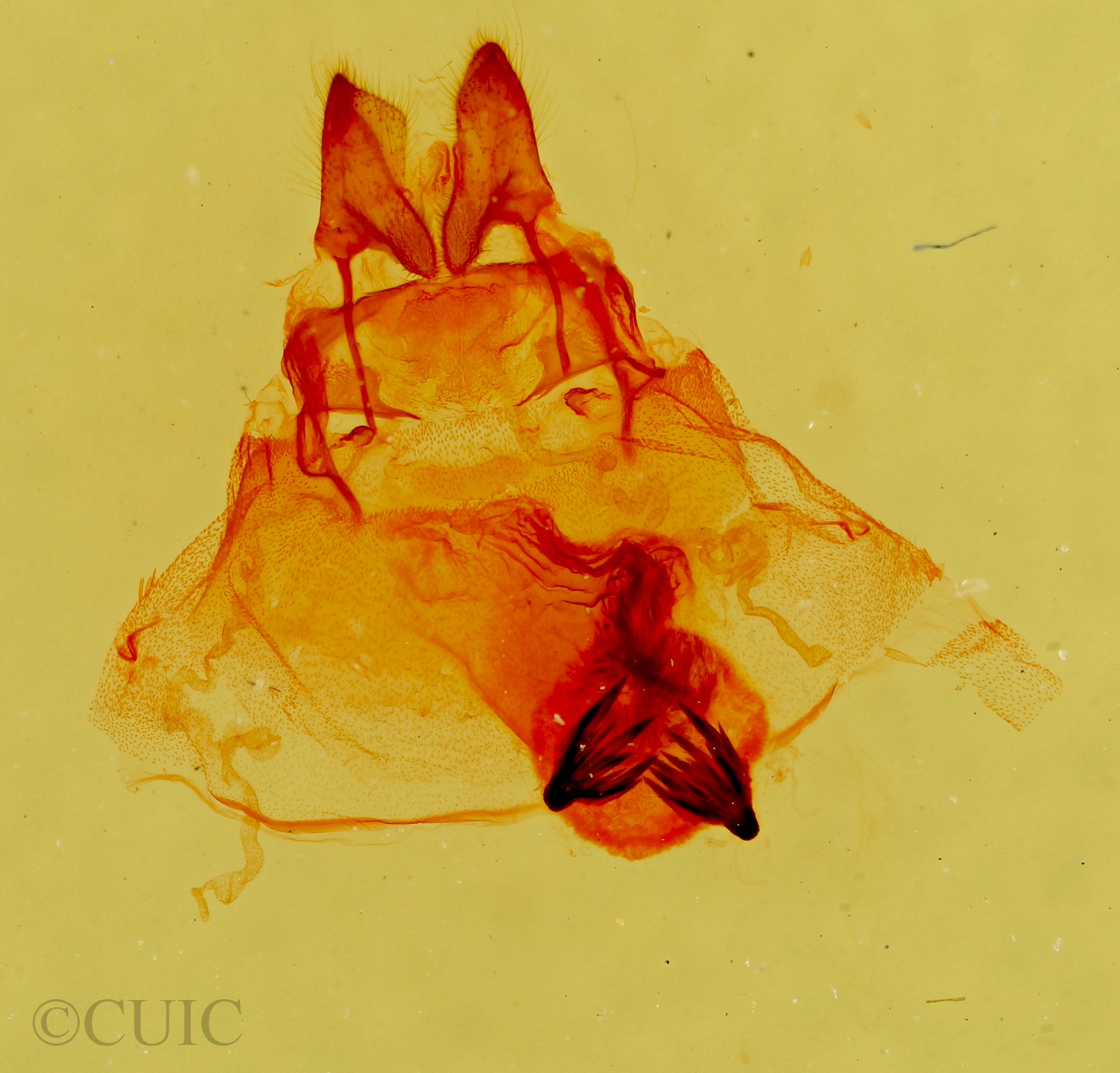 genitalia view of adult Cycnia sp.