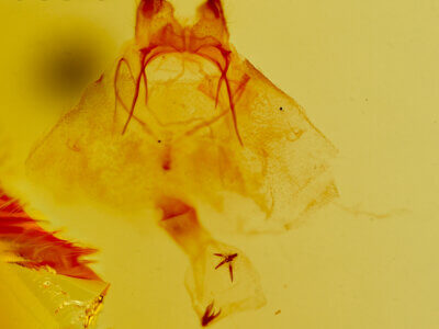 genitalia view of adult Neoplynes eudora