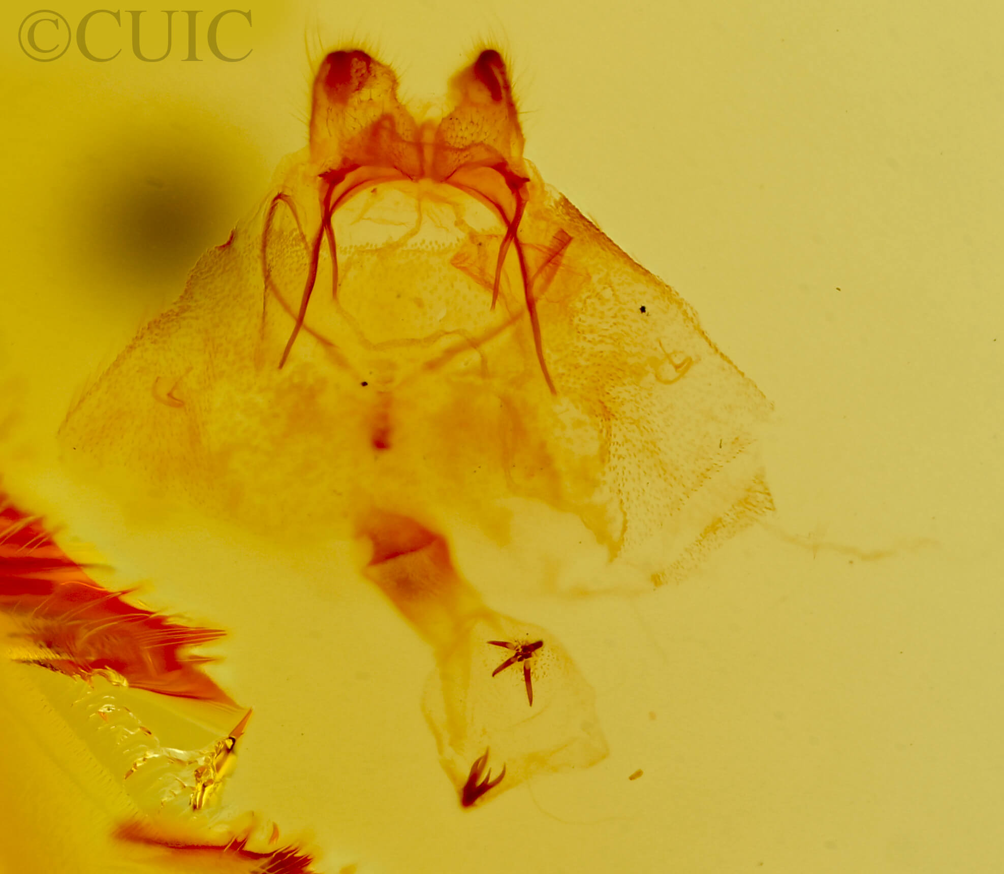 genitalia view of adult Neoplynes eudora