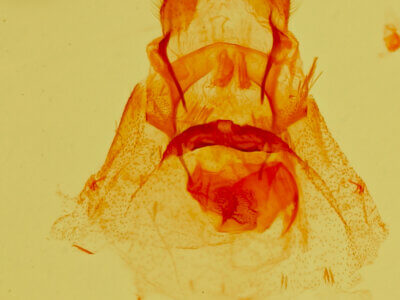 genitalia view of adult Pagara simplex