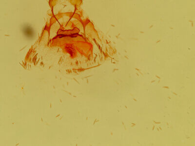 genitalia view of adult Pagara simplex