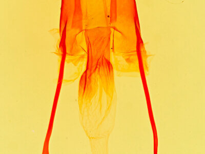 genitalia view of adult Enargia infumata