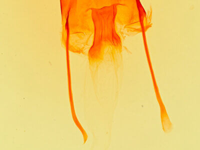 genitalia view of adult Enargia infumata