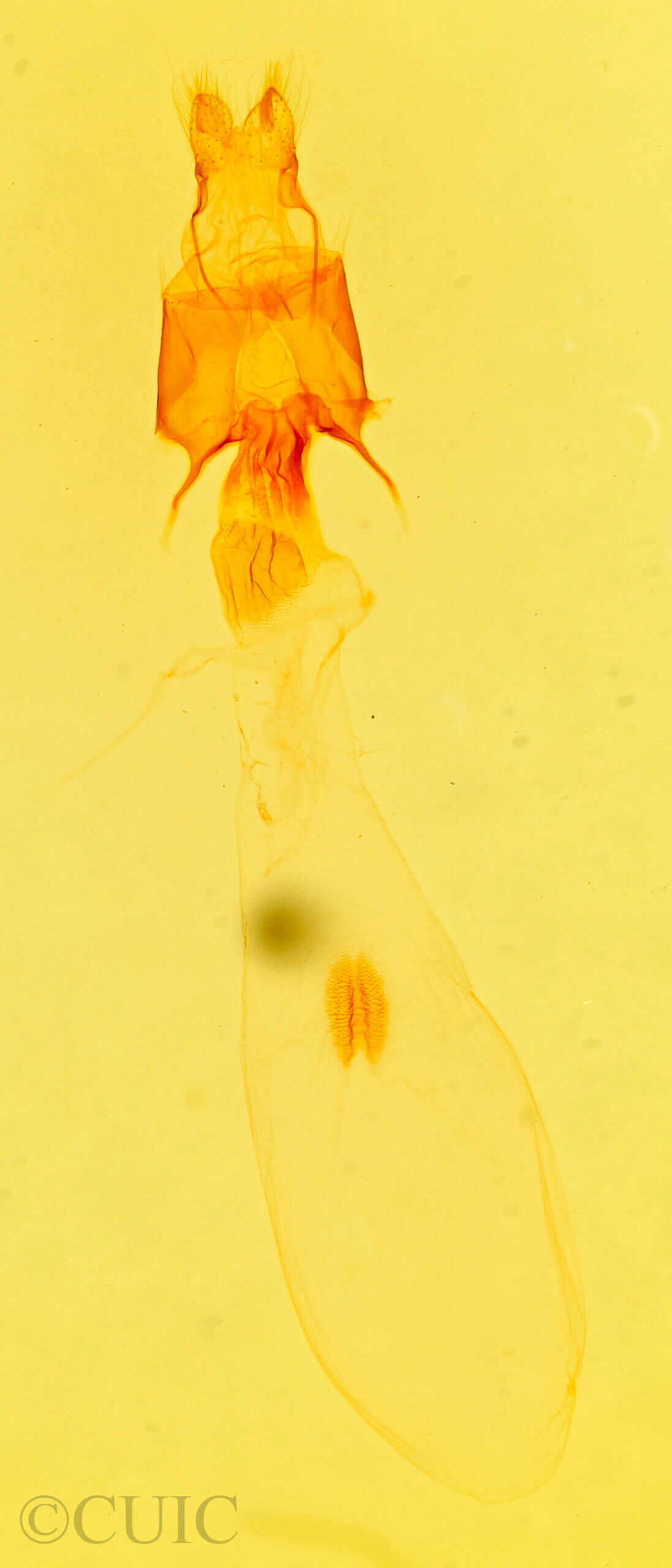 genitalia view of adult Condica vecors