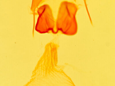 genitalia view of adult Condica claufacta