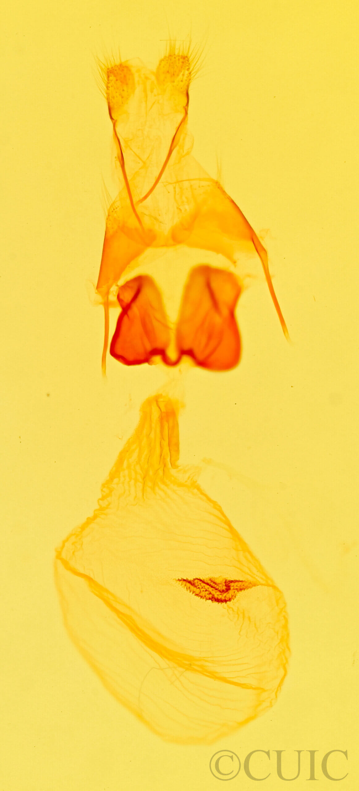 genitalia view of adult Condica claufacta