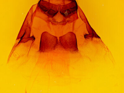 genitalia view of adult Macronoctua onusta