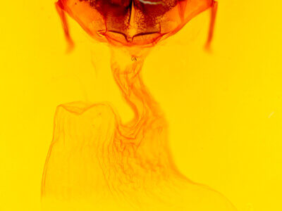 genitalia view of adult Macronoctua onusta