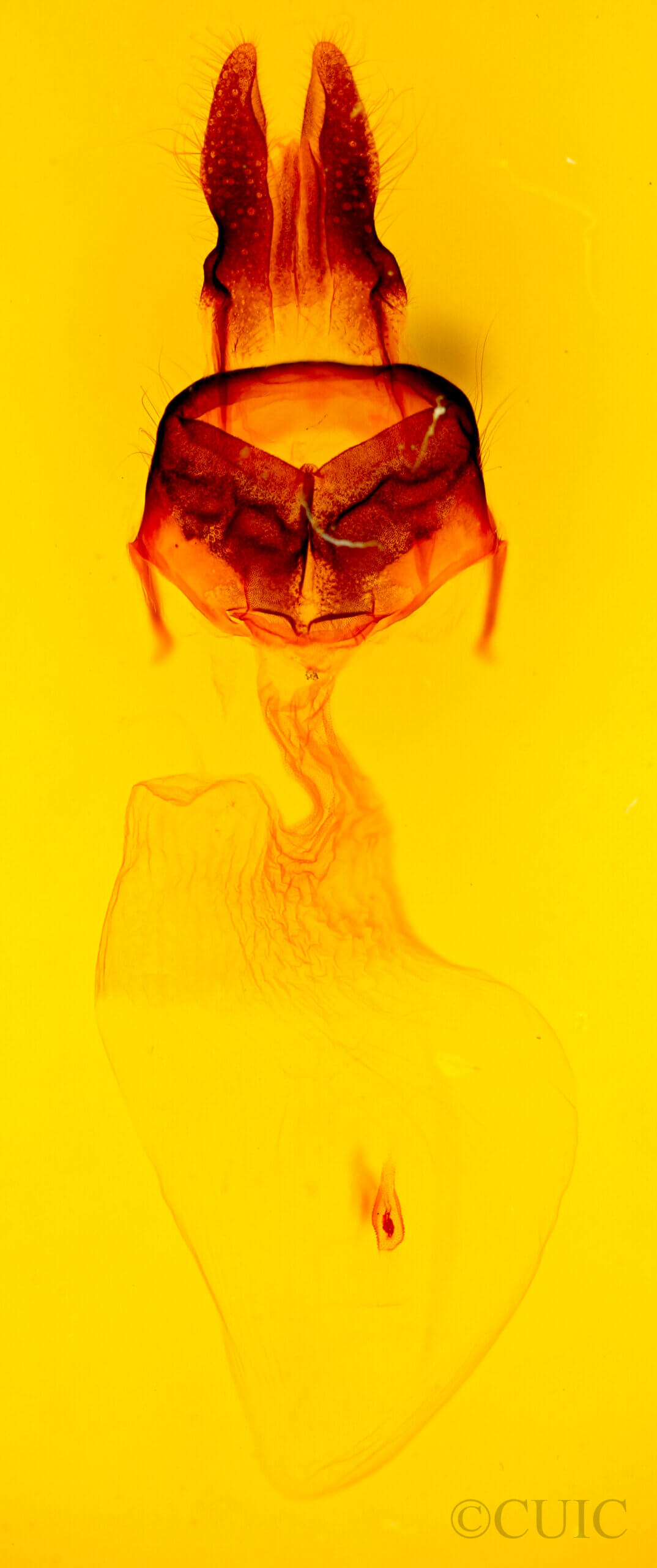 genitalia view of adult Macronoctua onusta