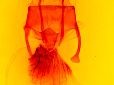 genitalia view of adult Resapamea passer