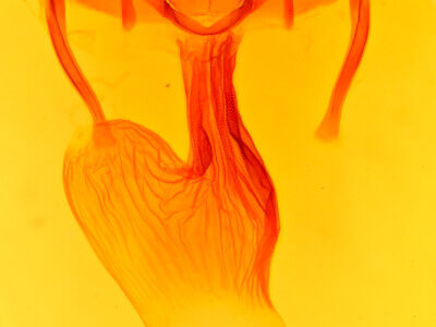 genitalia view of adult Apamea inficita