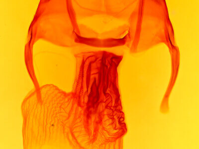 genitalia view of adult Apamea longula