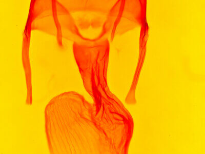 genitalia view of adult Apamea burgessi