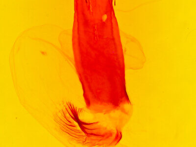 genitalia view of adult Acerra normalis