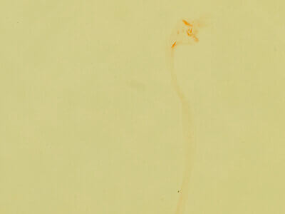 genitalia view of adult Prosoparia perfuscaria