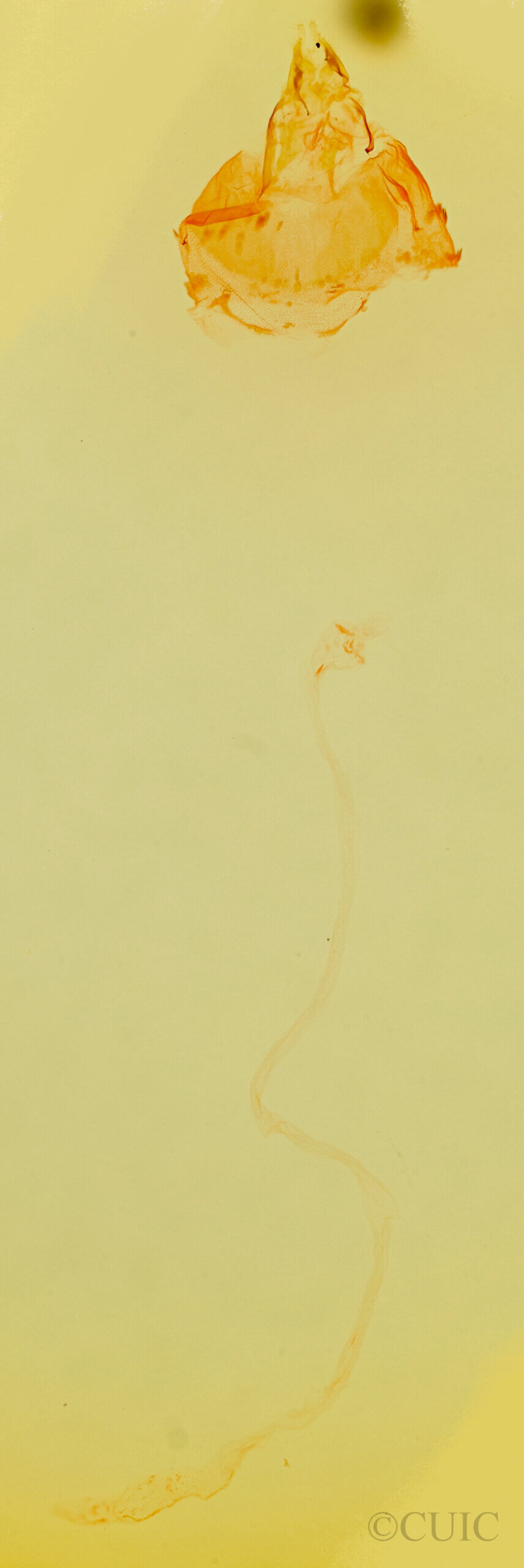 genitalia view of adult Prosoparia perfuscaria