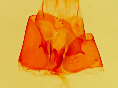 genitalia view of adult Parascotia fuliginaria