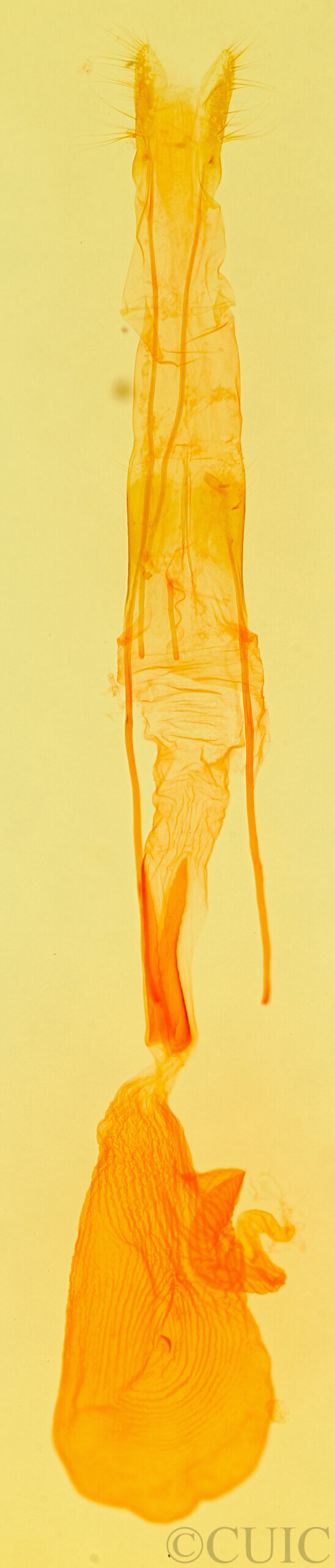 genitalia view of adult Idia aemula