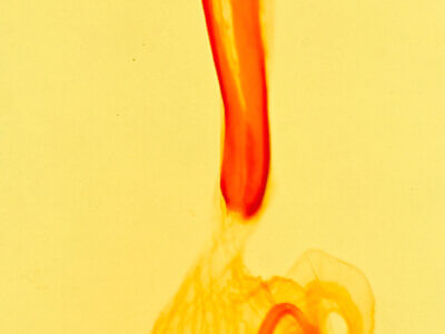 genitalia view of adult Idia laurenti