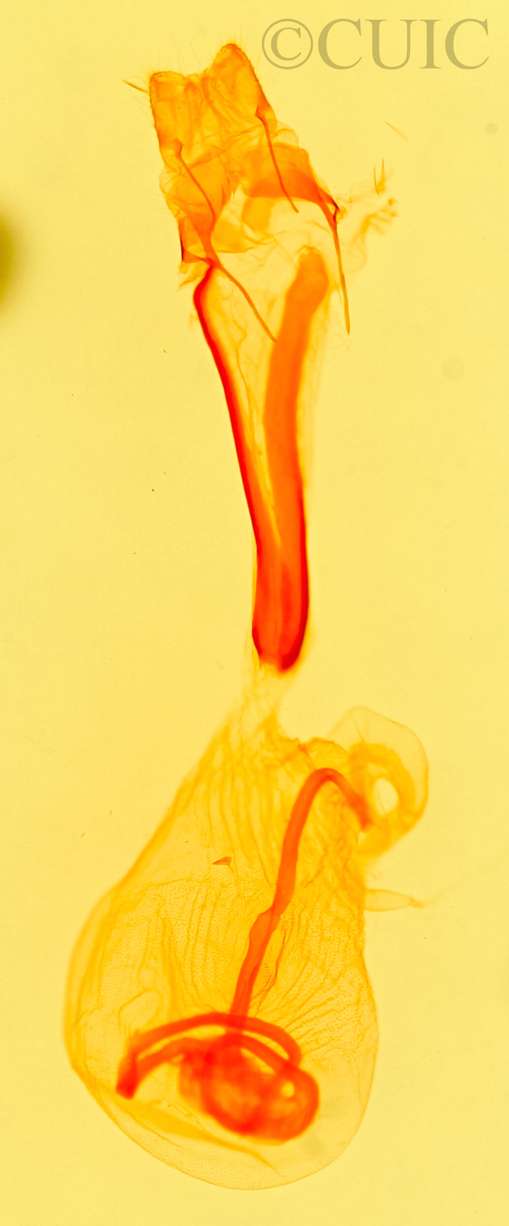 genitalia view of adult Idia laurenti