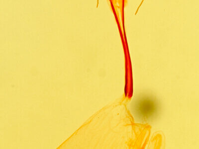 genitalia view of adult Idia sp.