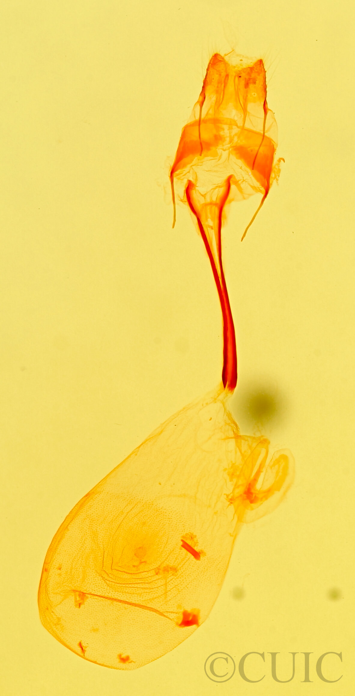 genitalia view of adult Idia sp.
