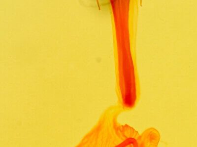 genitalia view of adult Idia scobialis