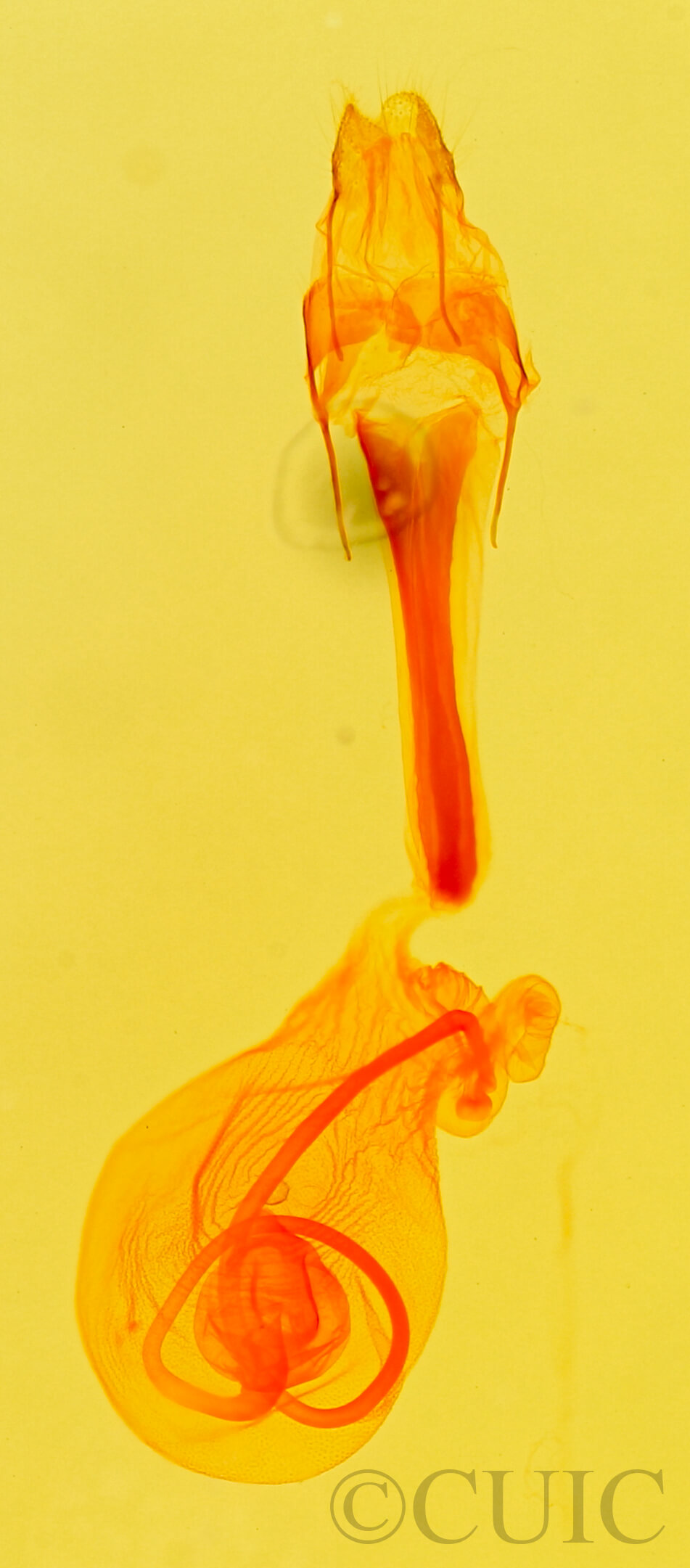 genitalia view of adult Idia scobialis